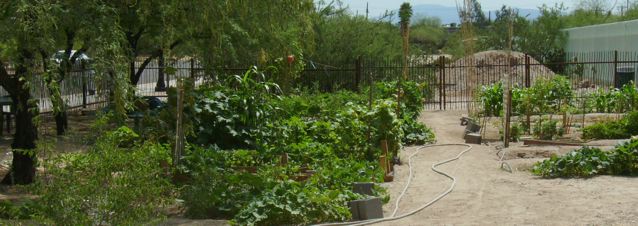 Community Gardens Focused On Tucson